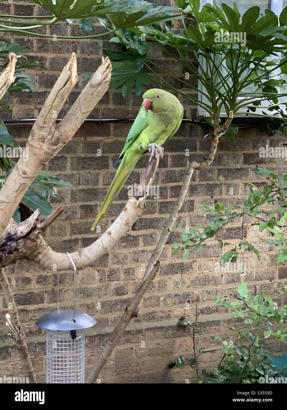 Ein Sittich auf einem Baum in Kensington und Chelsea Stockfoto