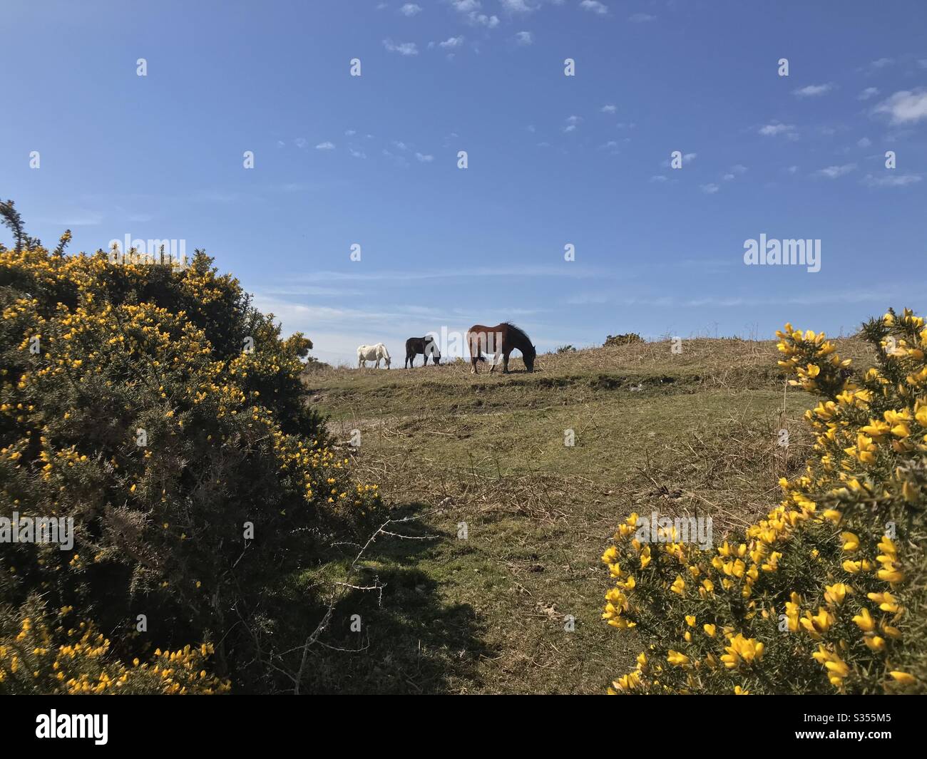 Dartmoor-Ponys, Dartmoor-Nationalpark, Devon Stockfoto