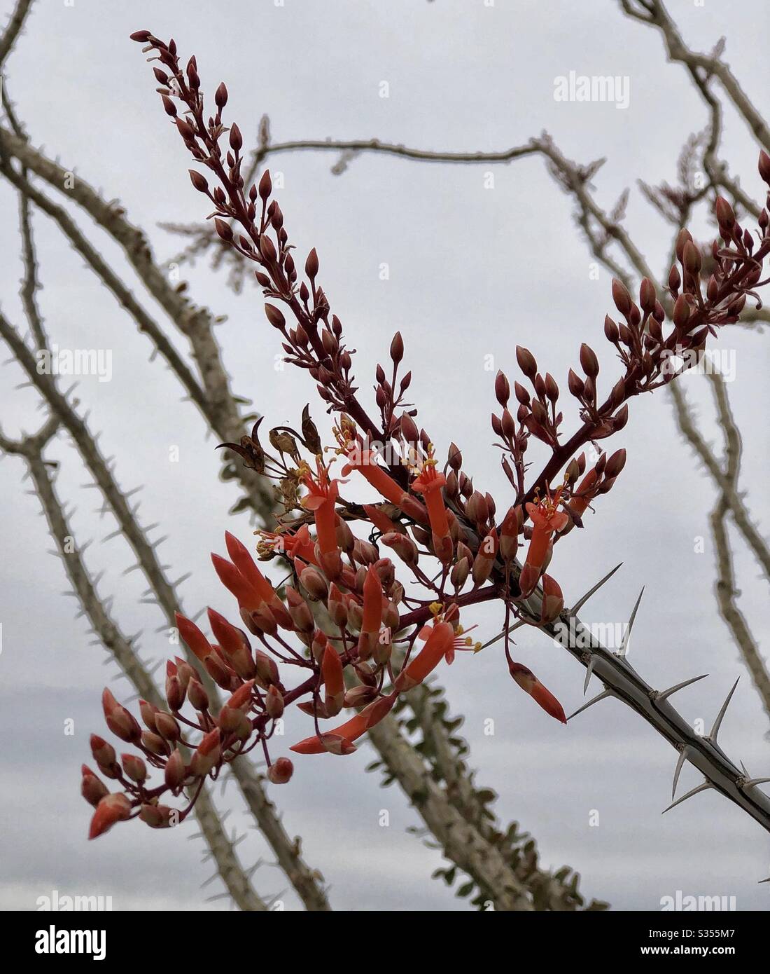 Ocotillo, rote Blüte, Äste, grauer Himmel, Natur, natürlich, Wüstenpflanze, Nahaufnahme, Texturen, Frühling, Wüstenleben, schöner Plan, hohe Pflanze Stockfoto