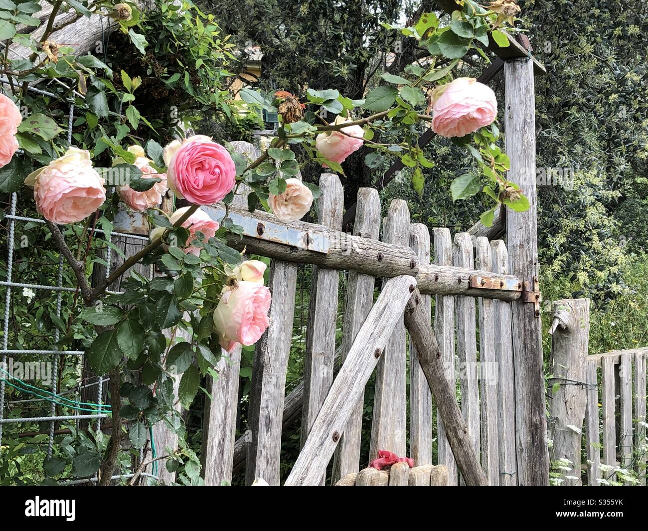 Rosen auf dem alten Tor Stockfoto