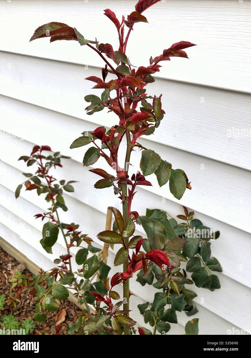 Das neue Frühlingswachstum kommt auf English Roses hat eine wunderschöne rote Farbe - Smartphone-aufgenommenes Stockfoto