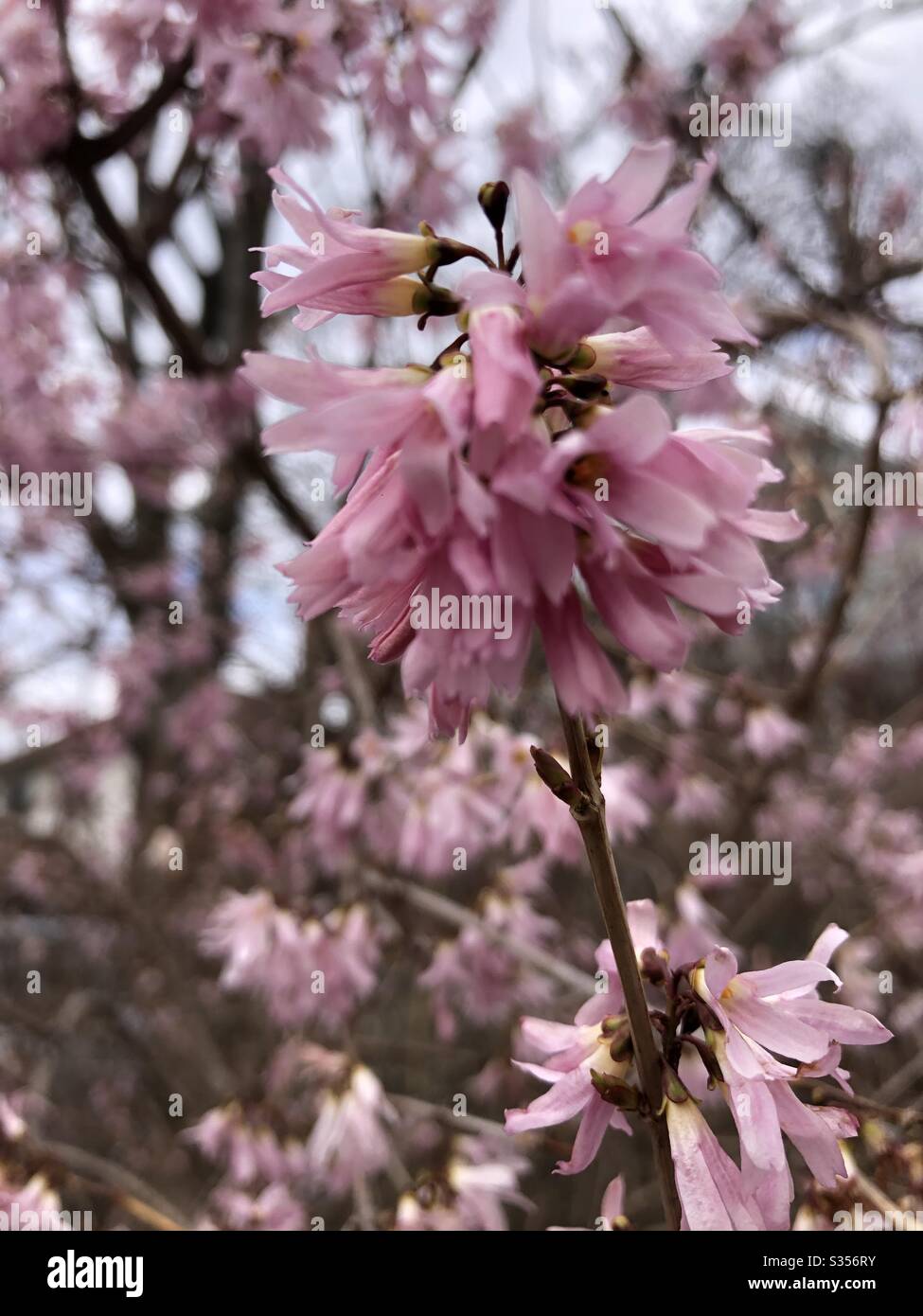 Zarte Frühlingsblumen in Blüte. Stockfoto