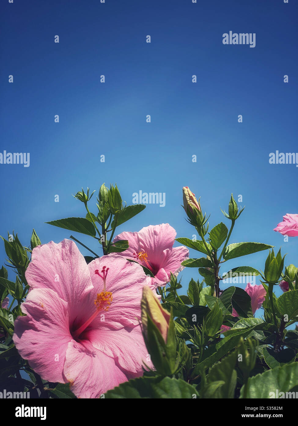 Rosafarbener Hibiskusbusch vor wolkenlosem blauen Himmel Stockfoto