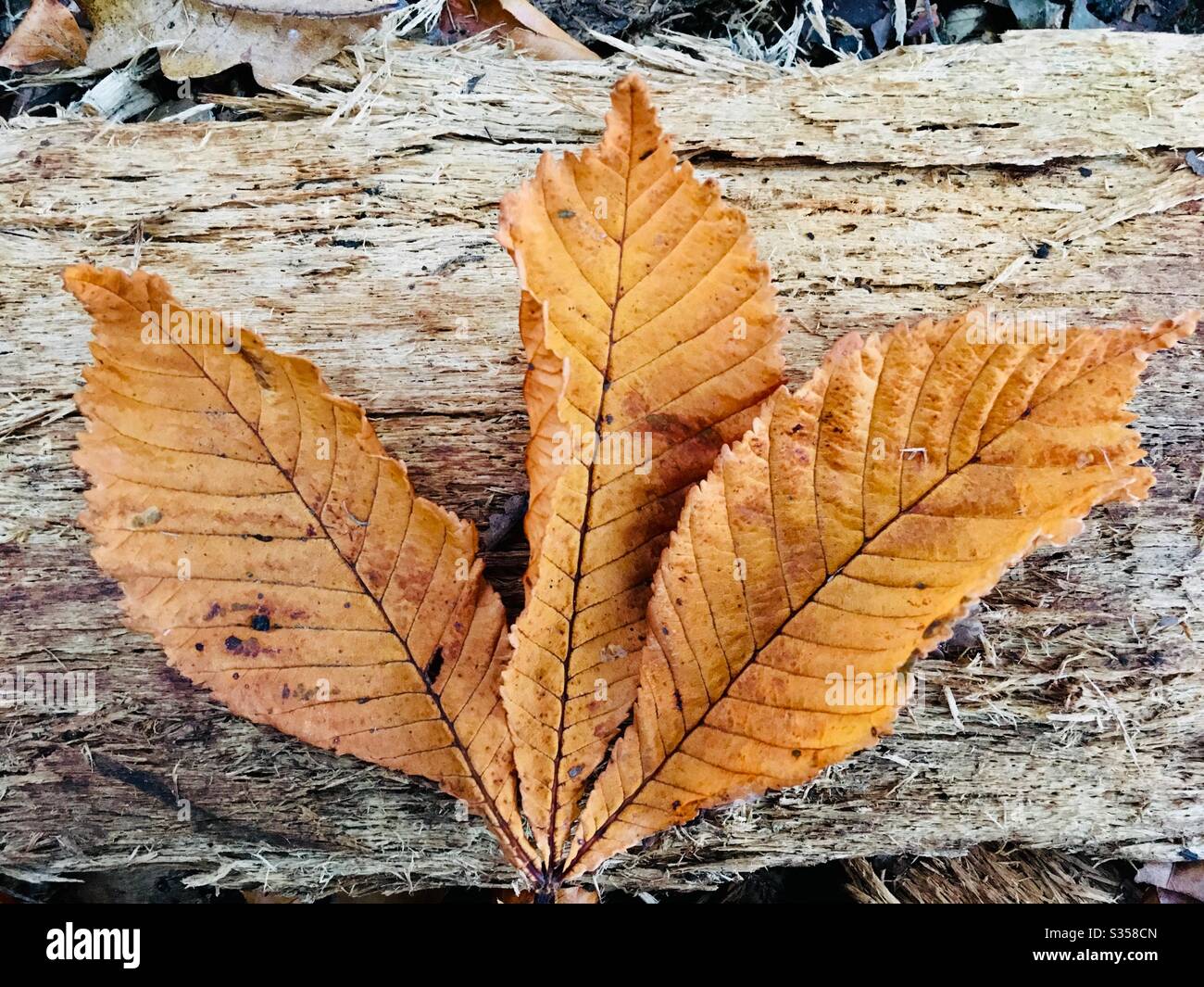 Rosskastanienblatt auf einem Holzhintergrund - Smartphone-aufgenommenes Stockfoto
