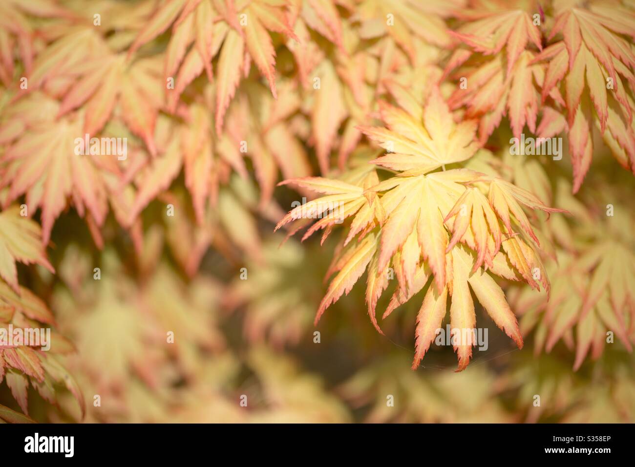Ein Naturhintergrund der gelben Blätter und Blätter eines Ahorn Acer Tree mit Kopierraum - Smartphone-aufgenommenes Stockfoto