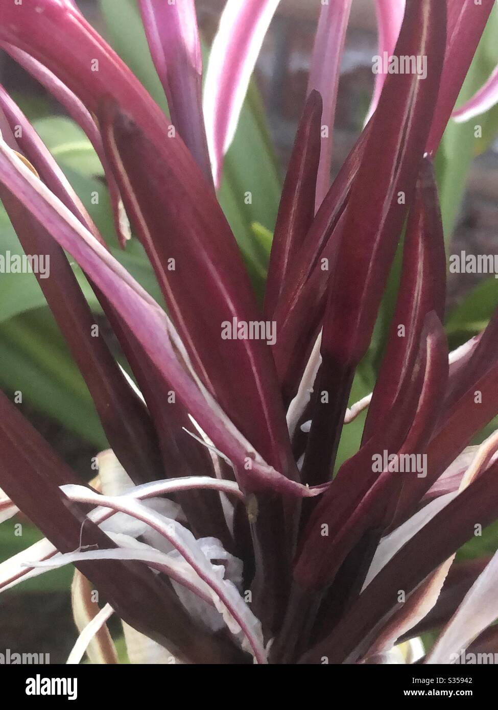 Lilie, groß, süßer Duft, einzelne Zwiebel, unterer Blütenanteil, dunkelrosa, weiß, große grüne Blätter, Natur, natürlich, Nahaufnahme, frühes Abendlicht Stockfoto