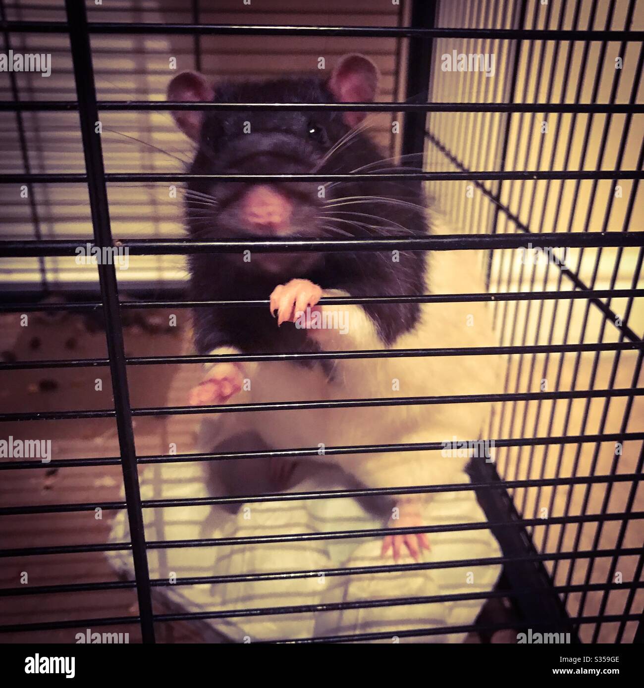 Ratte auf einer Eierbox in einem Käfig. Stockfoto
