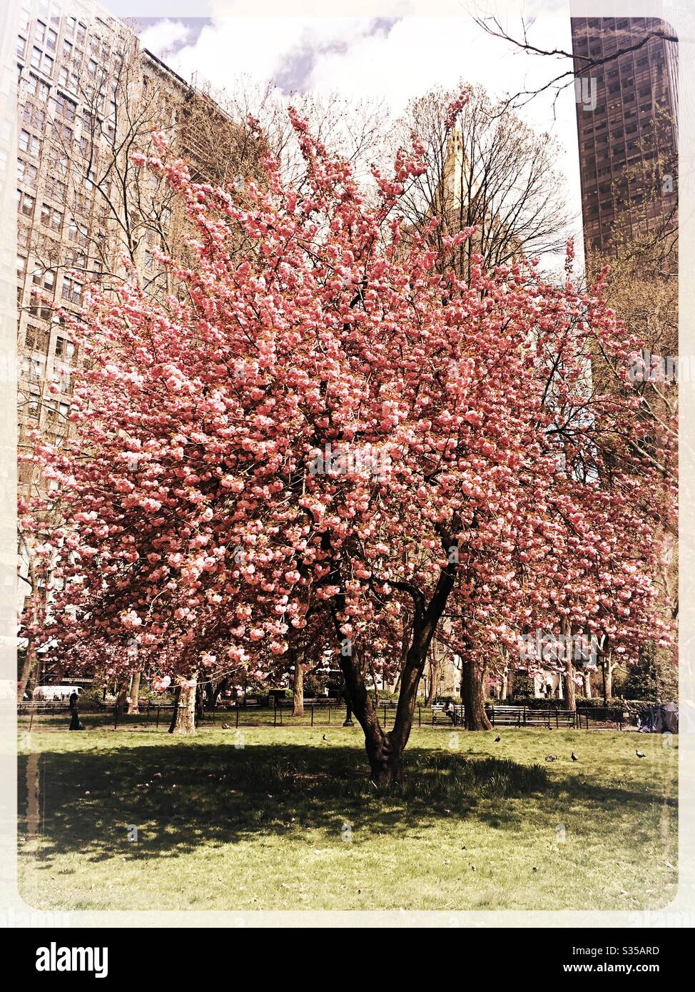 Ein wunderschöner blühender rosa Kwanzan Kirschbaum im Madison Square Park, Frühling, New York City, USA Stockfoto