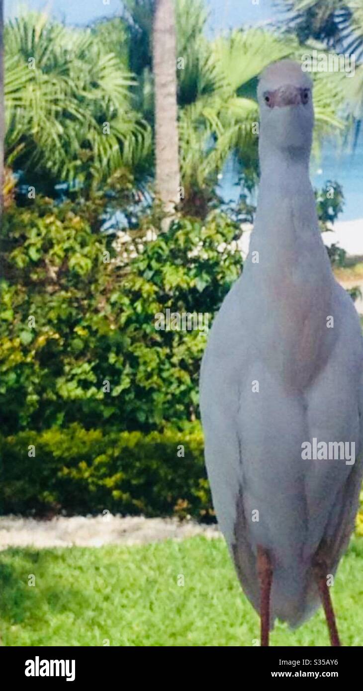 Die Vogelschau Stockfoto