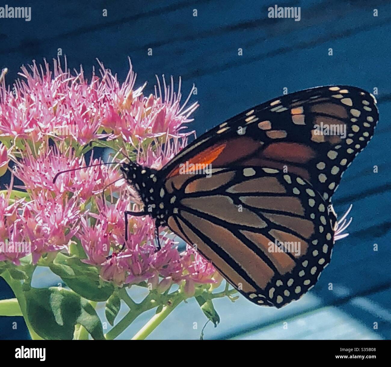 Monarch Schmetterling, gefaltete Flügel, saftige Blüte, Pflanze, blaues Deck Hintergrund, Nahaufnahme, Kopie Raum Stockfoto