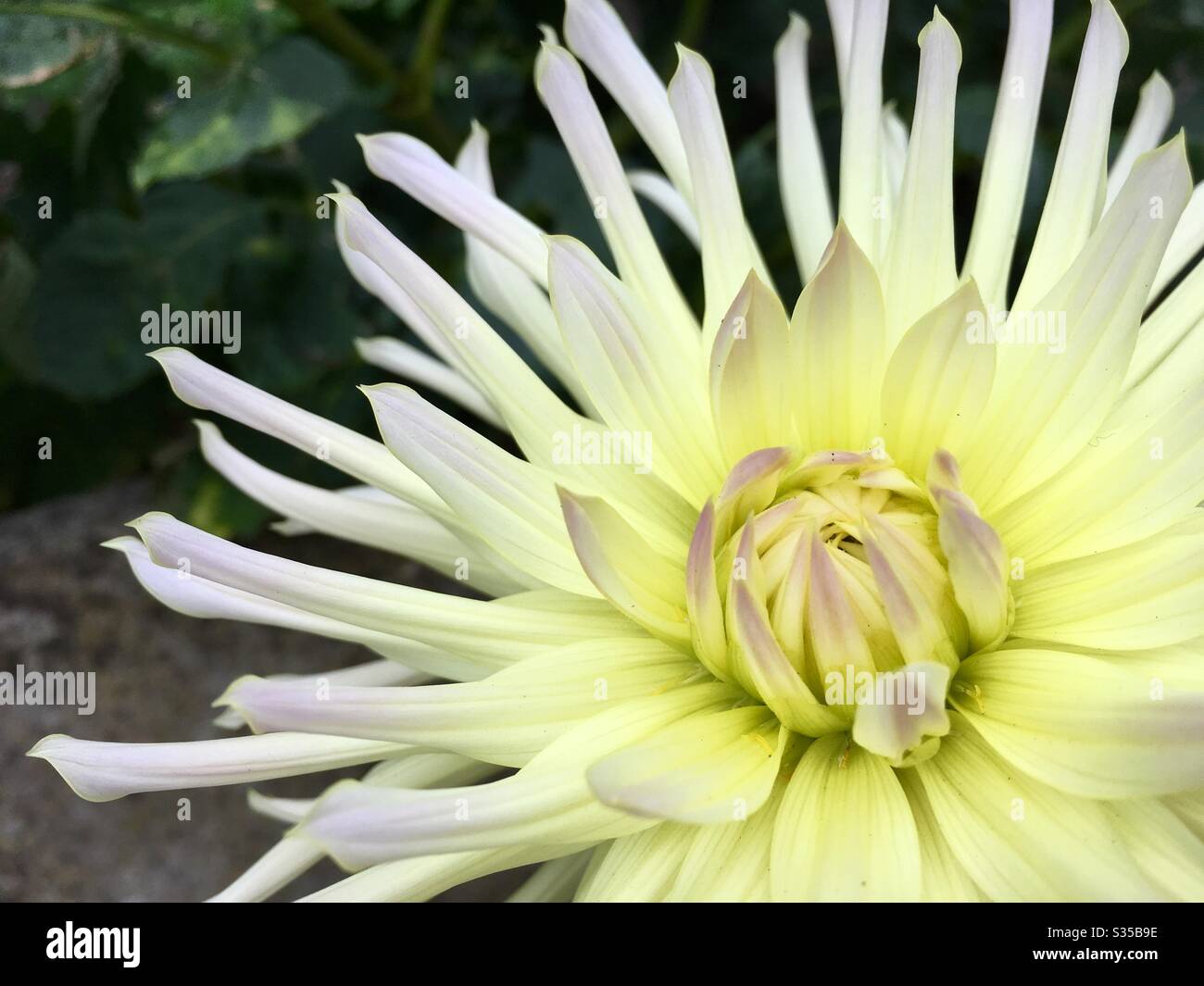 Dahlie Blume in voller Blüte Stockfoto