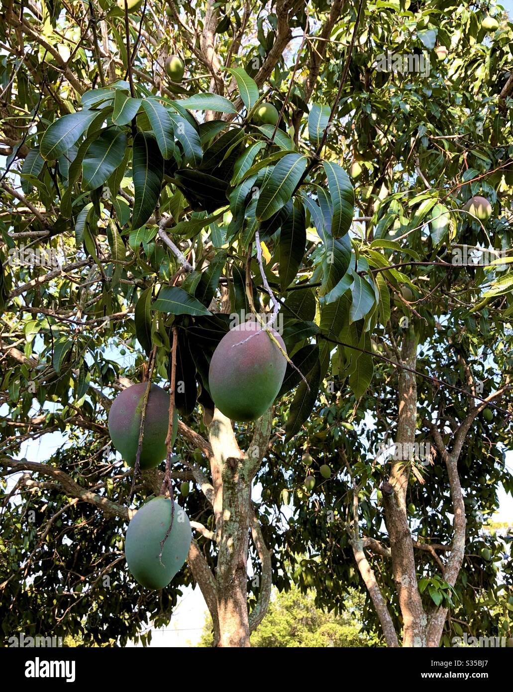 Detail von Obst auf einem Mangobaum in Florida, USA Stockfoto