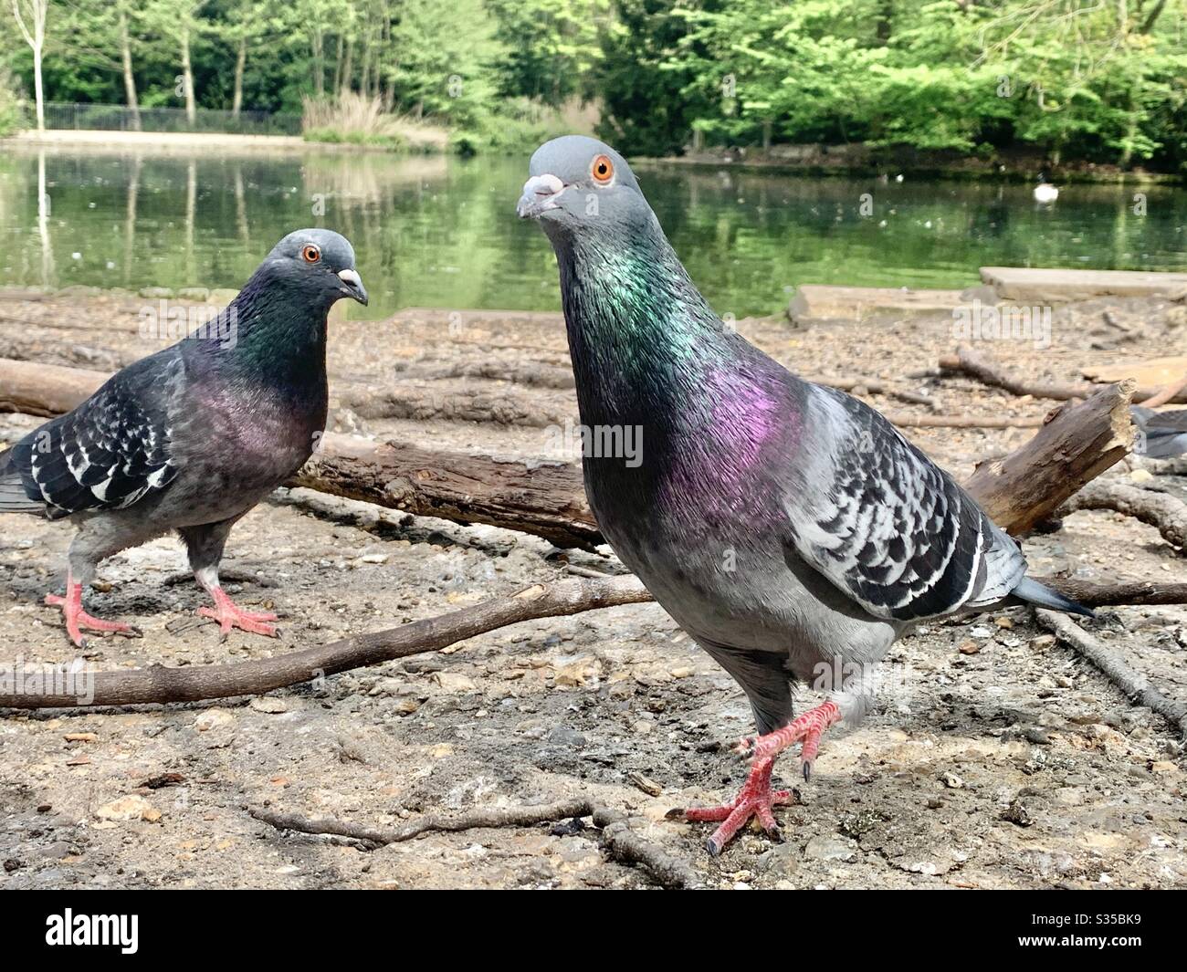 Neugierige Taube im Park Stockfoto