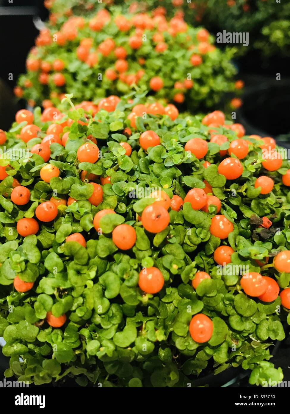 Topfpflanze mit Orangenfrüchten / Samen auf sie in einem Floristen-Shop in Singapur gefunden Stockfoto