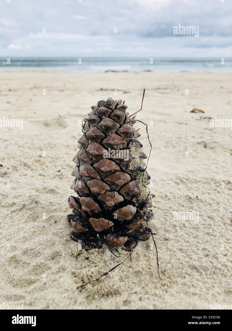 Pinecone gefunden an einem Strand in San Diego Kalifornien. - Smartphone-aufgenommenes Stockfoto