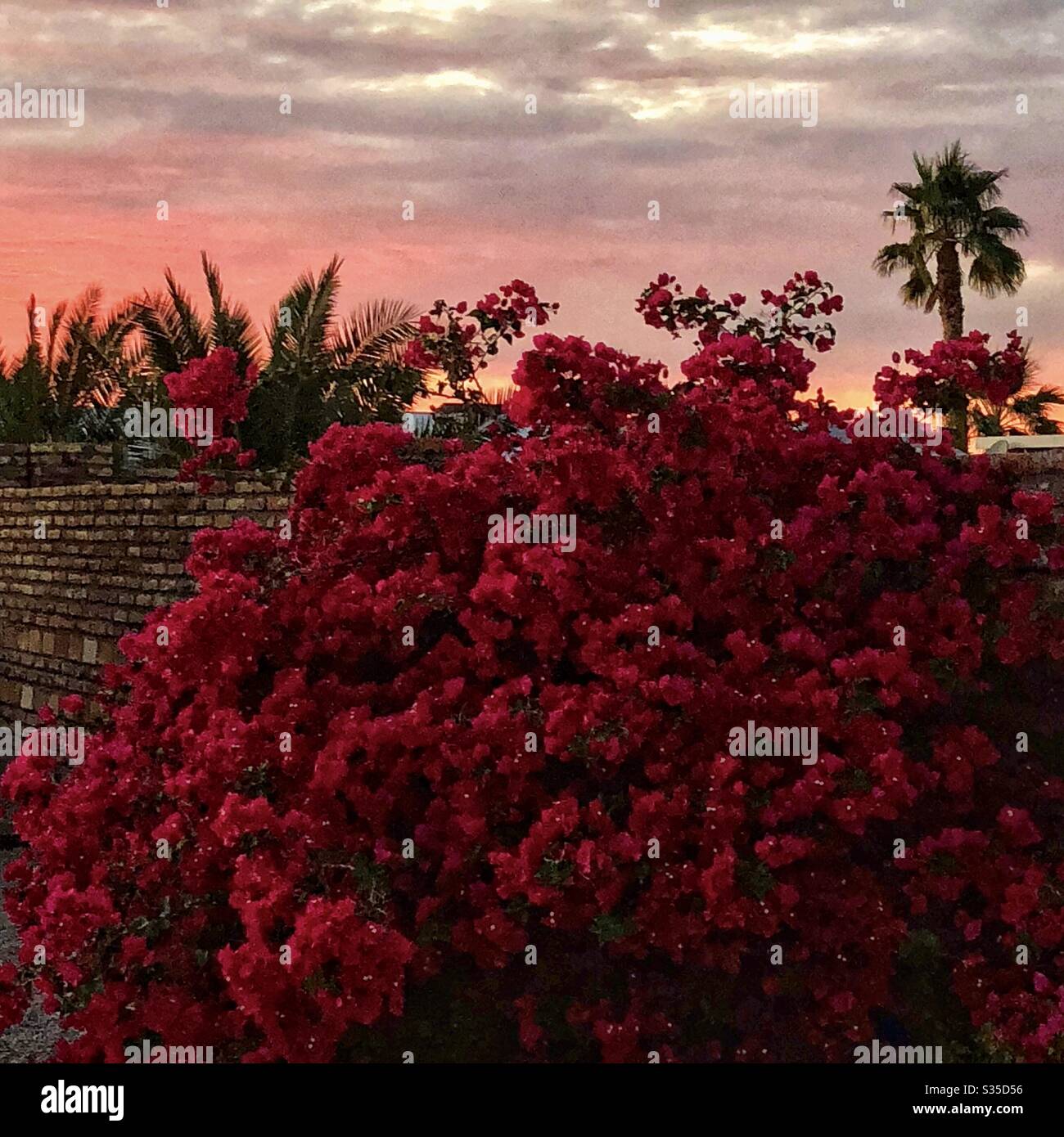 Roter Sonnenuntergang, roter Bougainvillea Busch, groß, Backsteinmauer, Palmen im Hintergrund, Schönheit Sonnenuntergang, wunderschönen Busch, Abend, friedlich, Natur, natürlich Stockfoto