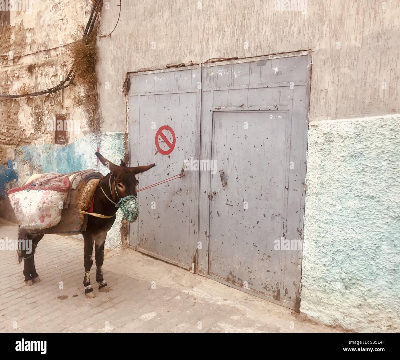 Esel in Moulay Idriss, Marokko Stockfoto