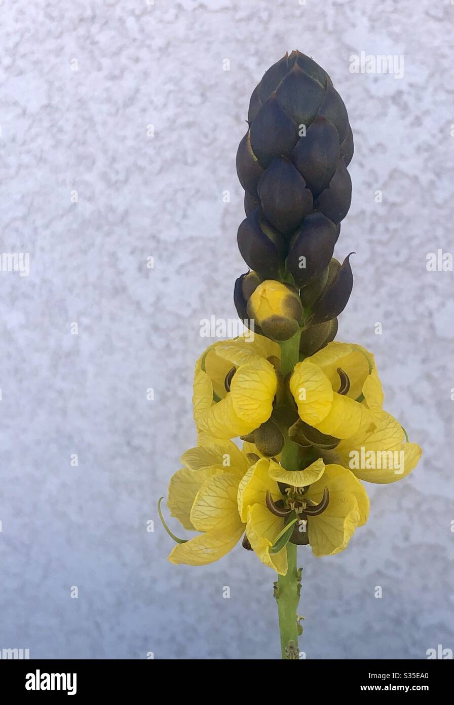 Popcorn Cassia.Single Blume, gelbe Blumen, hohe Spitzen, gerieben Blätter gibt Duft von Popcorn, Blume ähnelt Popcorn, Sonne lieben, kann sehr groß, Natur, natürlich schön, Nahaufnahme, Kopierer Raum Stockfoto