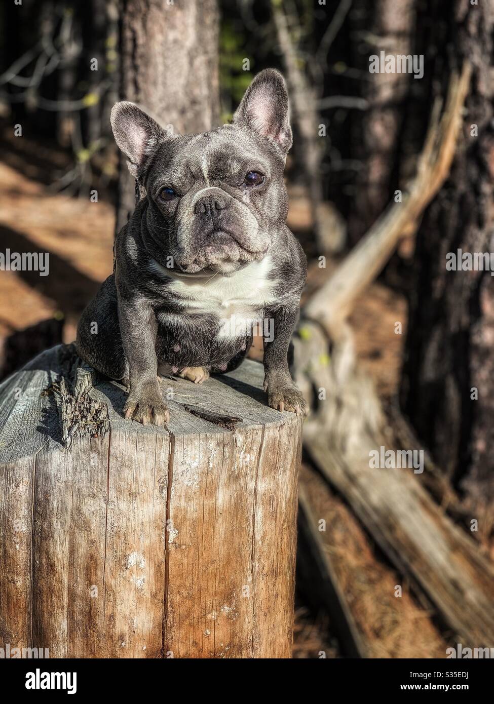 Francesca, 3 Jahre alte französische Bulldogge Stockfoto