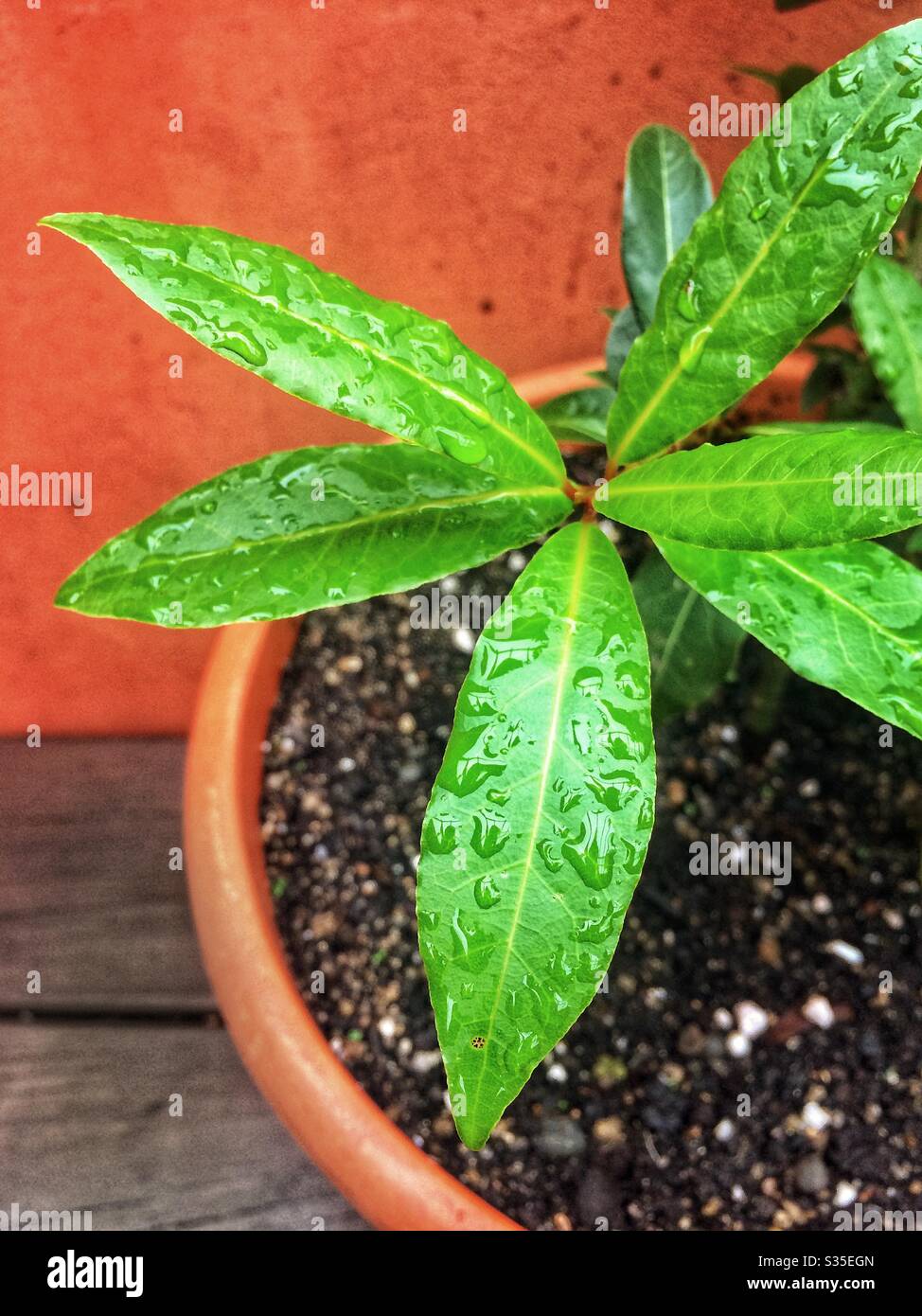 Lorbeerbaum - Smartphone-aufgenommenes Stockfoto