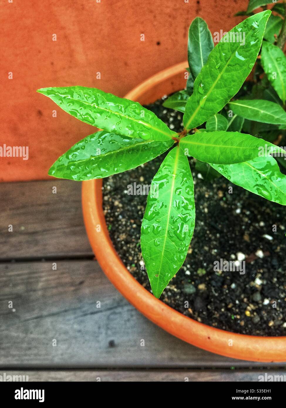 Lorbeerbaum - Smartphone-aufgenommenes Stockfoto