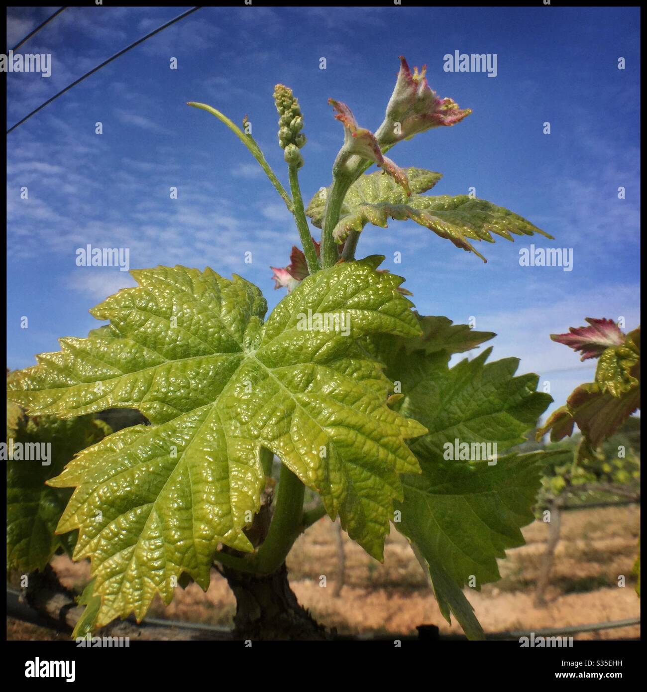 Neue Blumen auf den Pedro Ximénez Weinreben, Katalonien, Spanien. Stockfoto