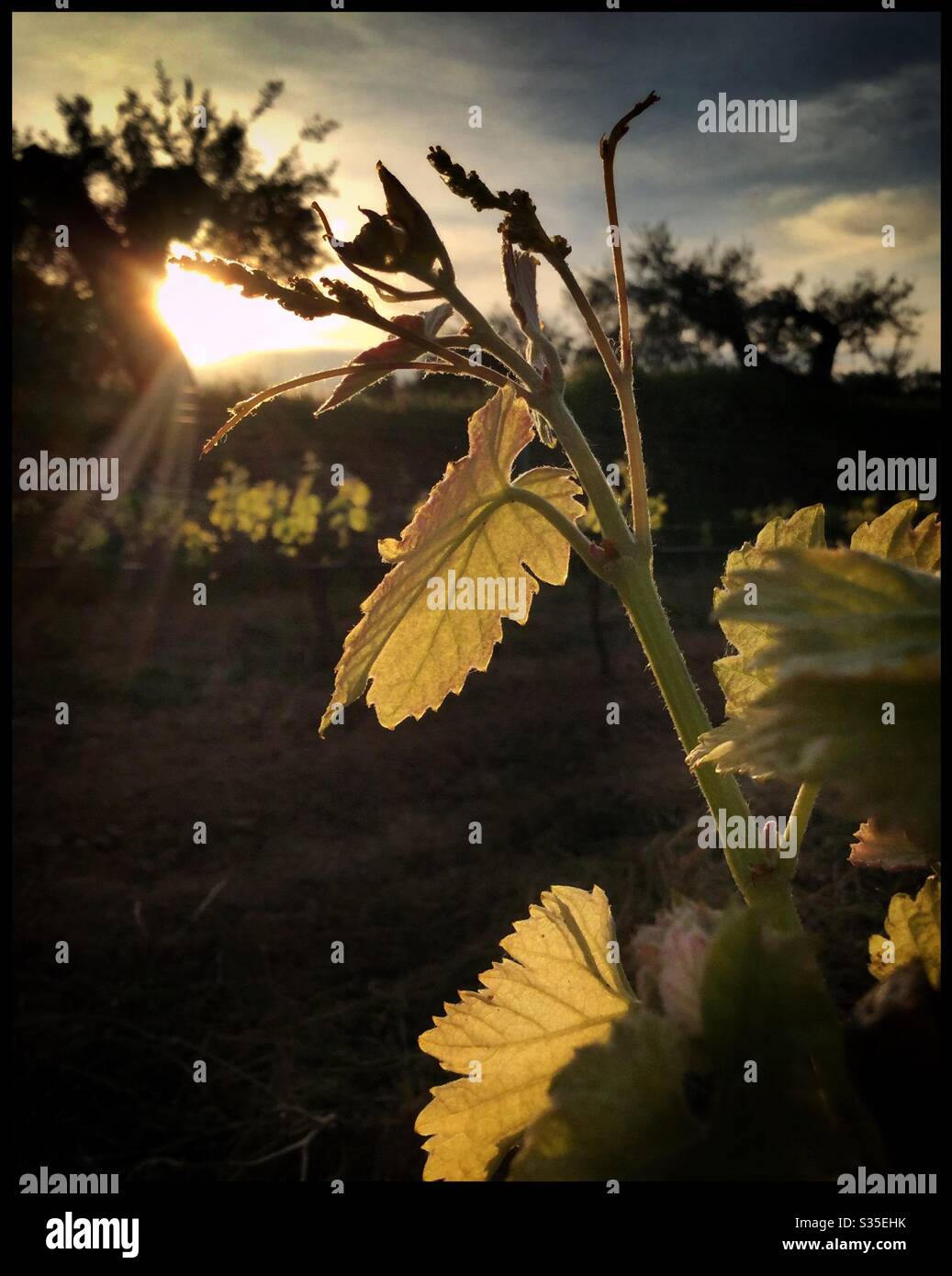 Neue Blumen auf den Syrah-Weinreben, Katalonien, Spanien. Stockfoto