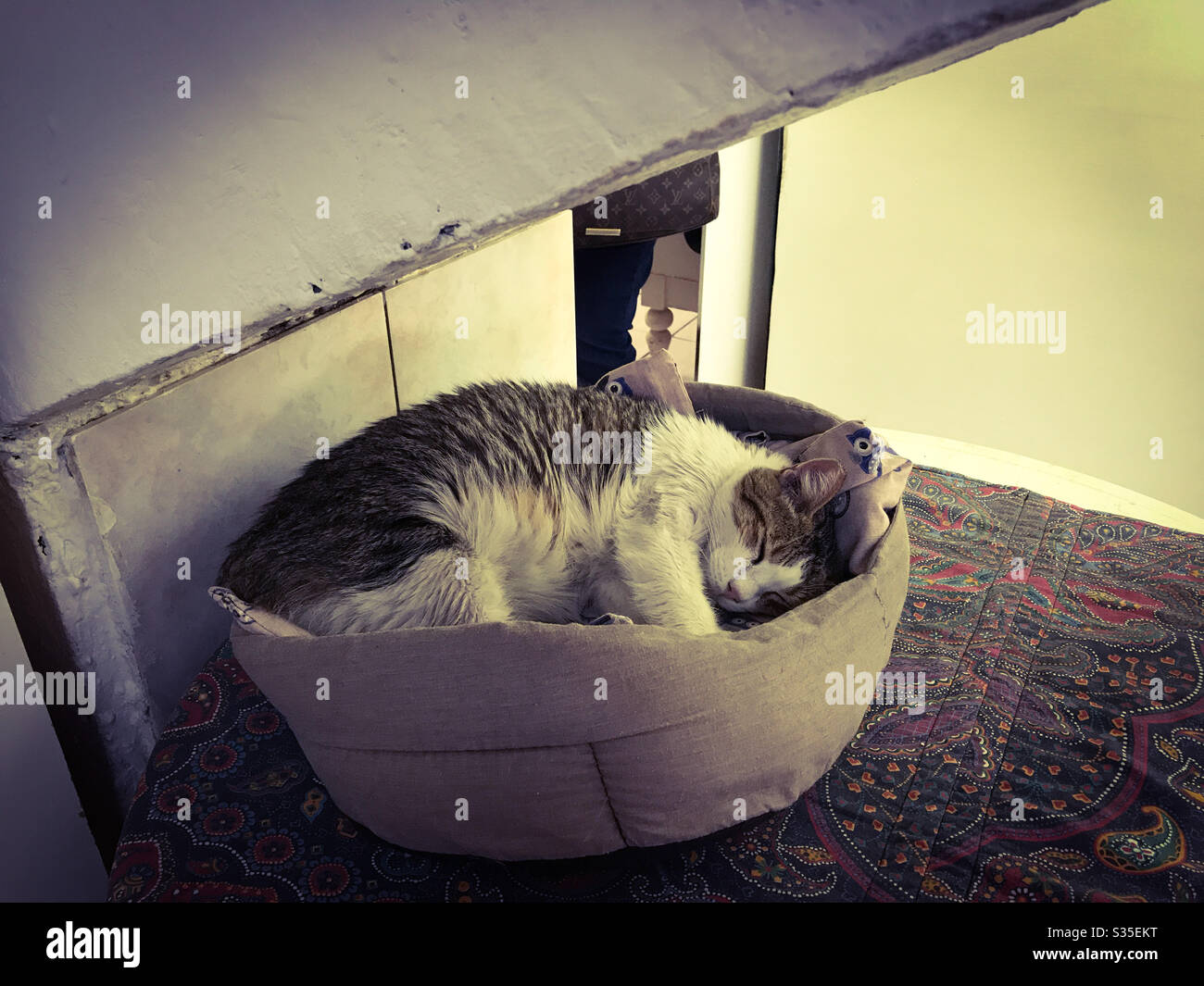 Schläfrige Katze Stockfoto