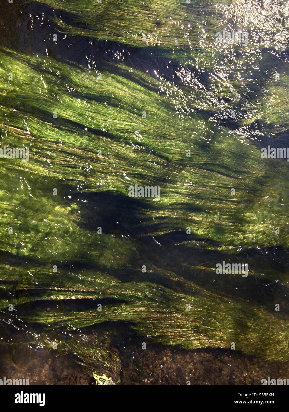 Gehen Sie mit dem Fluss. Grünes Wasser Schilf fließt in einem funkenden Fluss Strömung. Stockfoto