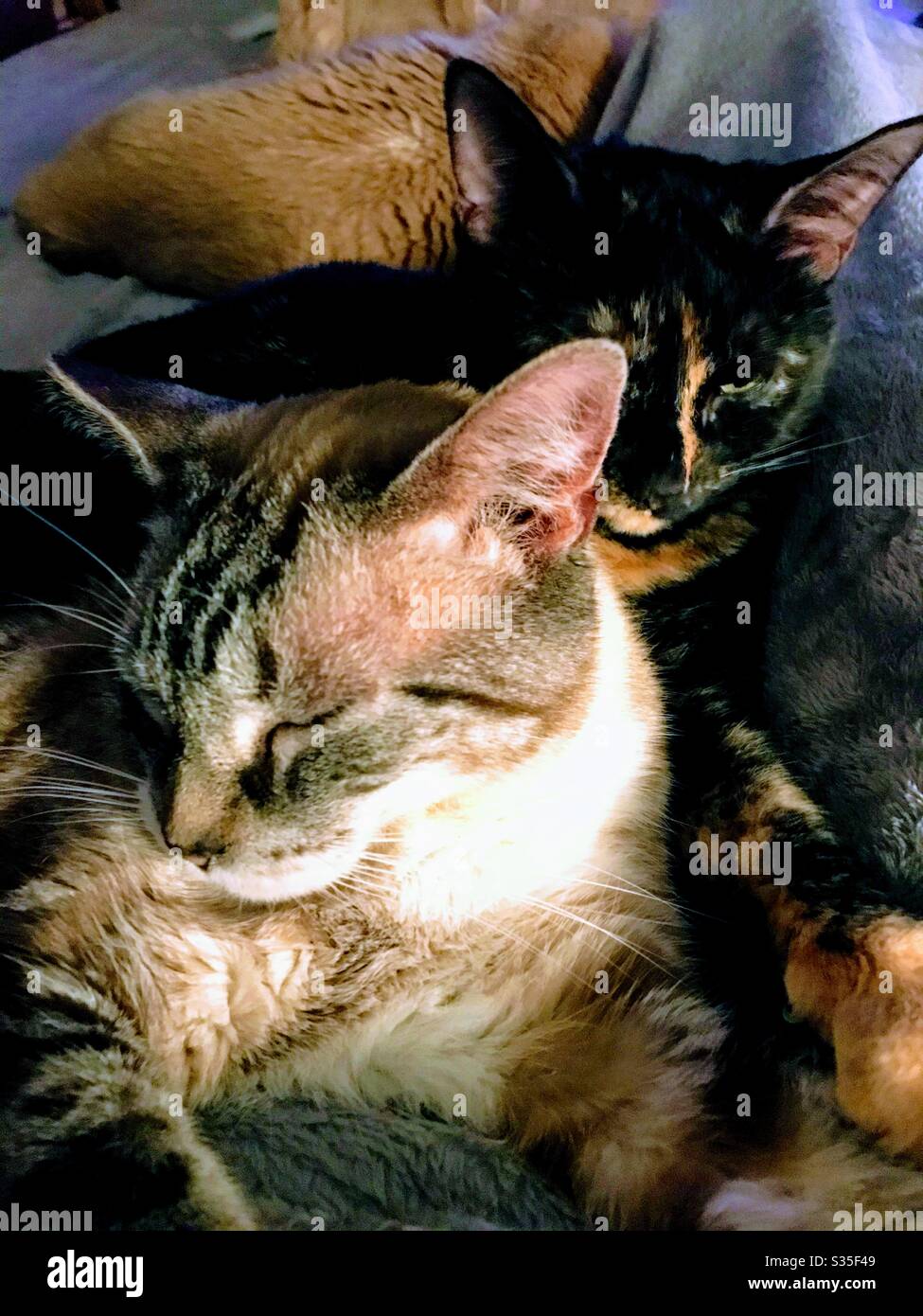 Porträt von Tortie Katze (Tortoiseshell) und Mischlingsrasse Siam/Schneeschuh liegend nebeneinander mit bernsteinfarbenen Katze im Hintergrund Stockfoto