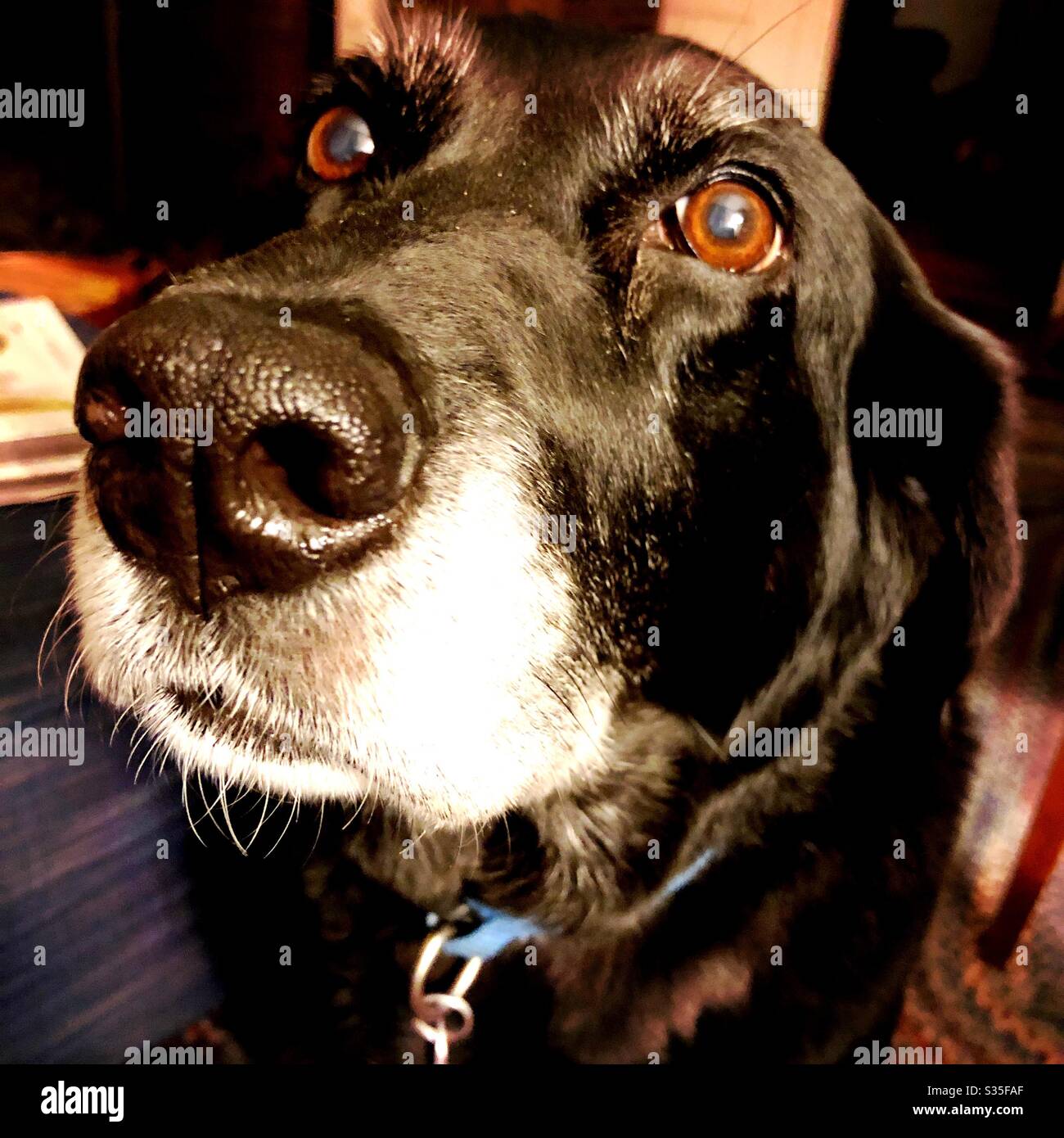 Altes schwarzes Labor mit großen braunen Augen, die ein guter Hund sind. Stockfoto