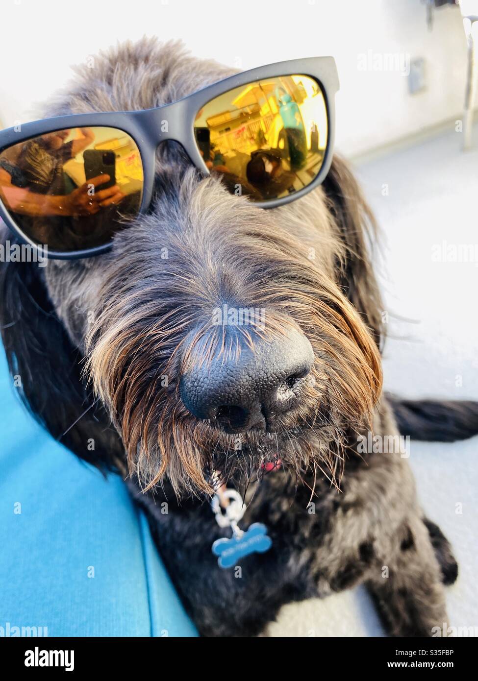 Ein schwarzer Labradoodle Hund mit Sonnenbrille. Stockfoto