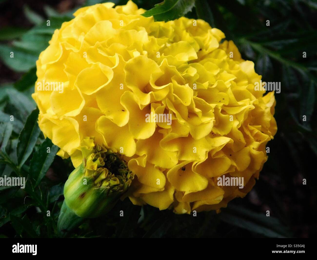 Weiches Porträt von neu blühenden gelben Ringelblume kuschelte sich bis zu einem vollständig blühenden. Stockfoto
