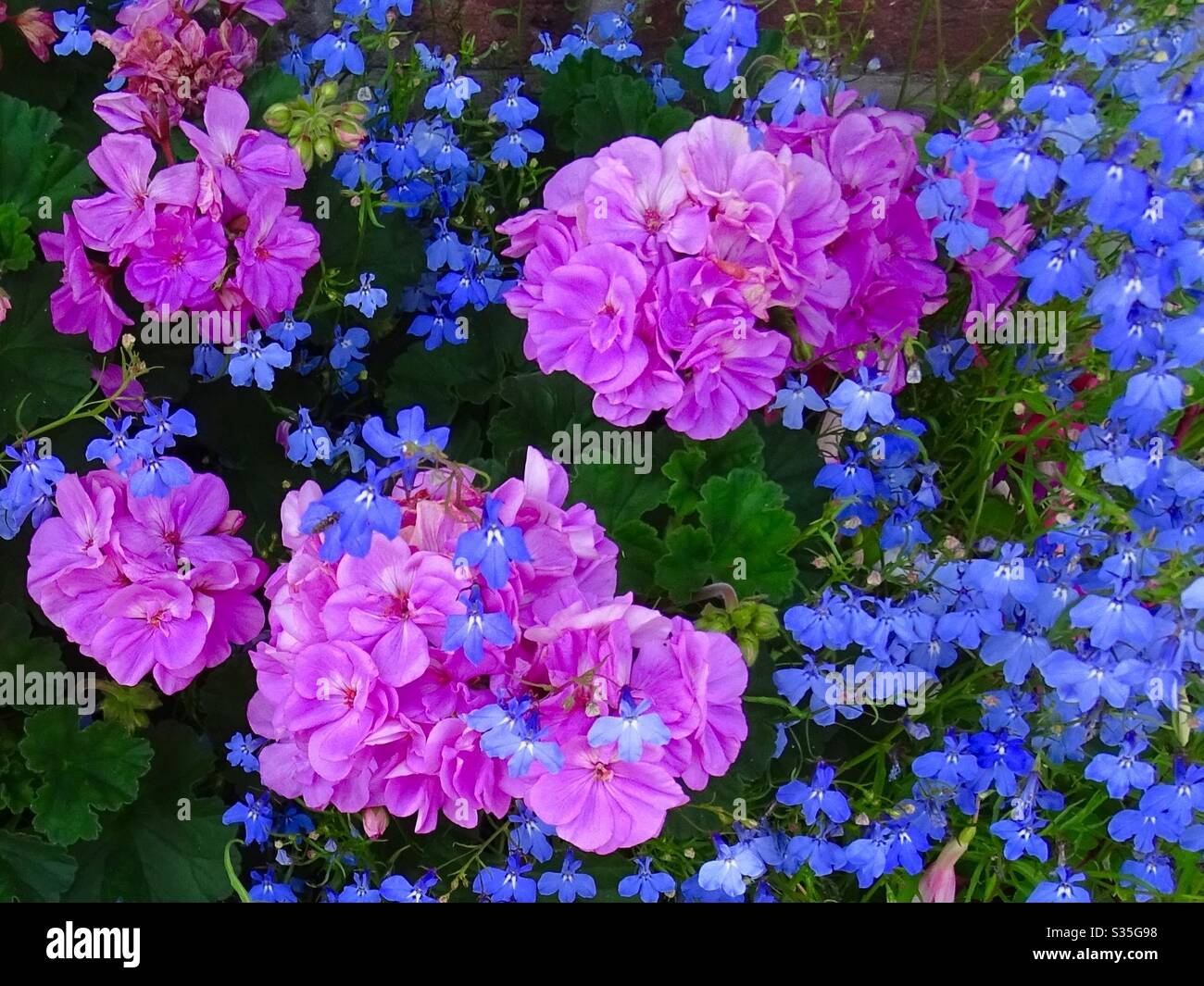 Schöne blaue lobelia Blüten und rosa Pelargonium Blüten im Garten in der Sommersonne Stockfoto