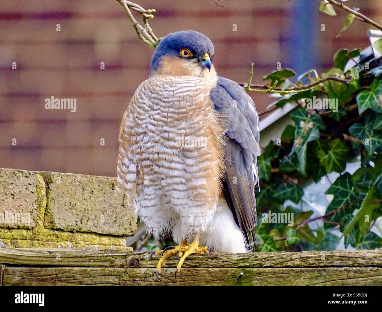 Wunderschöner Sperber Vogel auf einem Gartenzaun Stockfoto