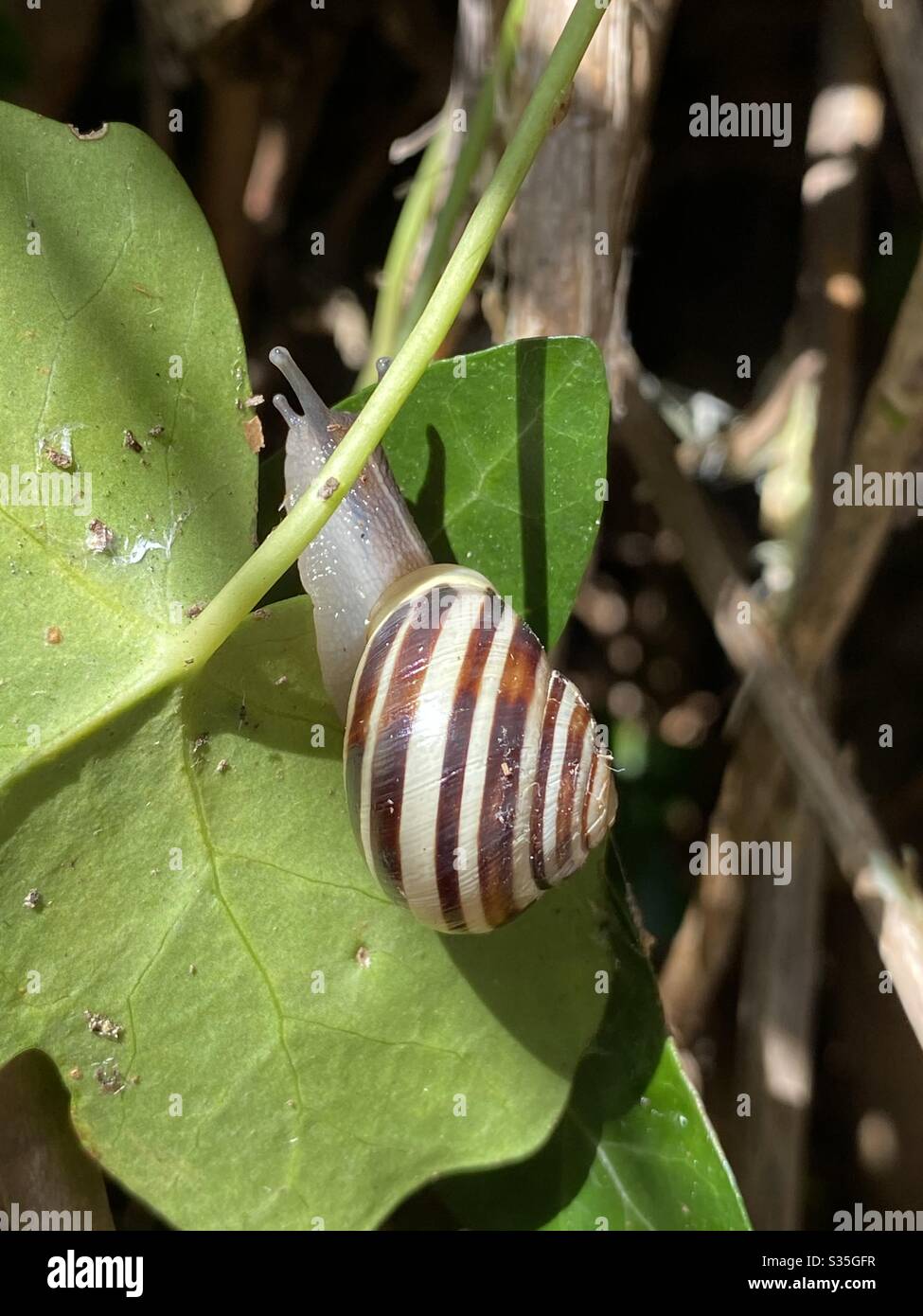 Eine Grove Schnecke auf einem Efeu-Blatt - Smartphone-aufgenommenes Stockfoto
