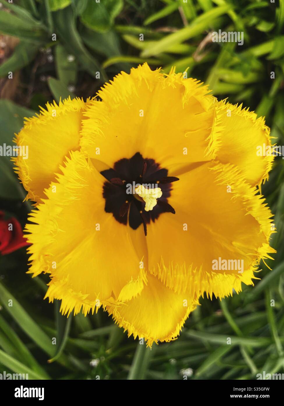 Nahaufnahme einer gelb umrandten Tulpe mit einem dunklen Zentrum Stockfoto