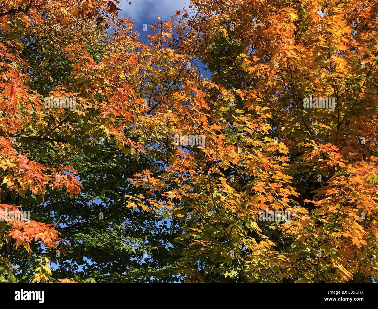 Lebendige Herbstfarben von einem Ahornbaum in den Green Mountains von Vermont. Stockfoto