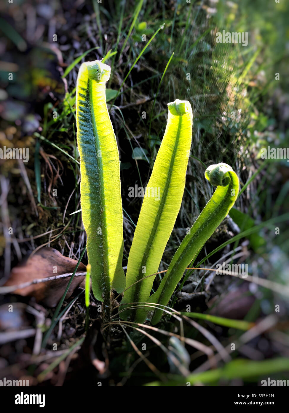 Junge Farne entfalten sich im Frühlingssonne. Harts Tongue (Asplenium scolopendrium) Stockfoto