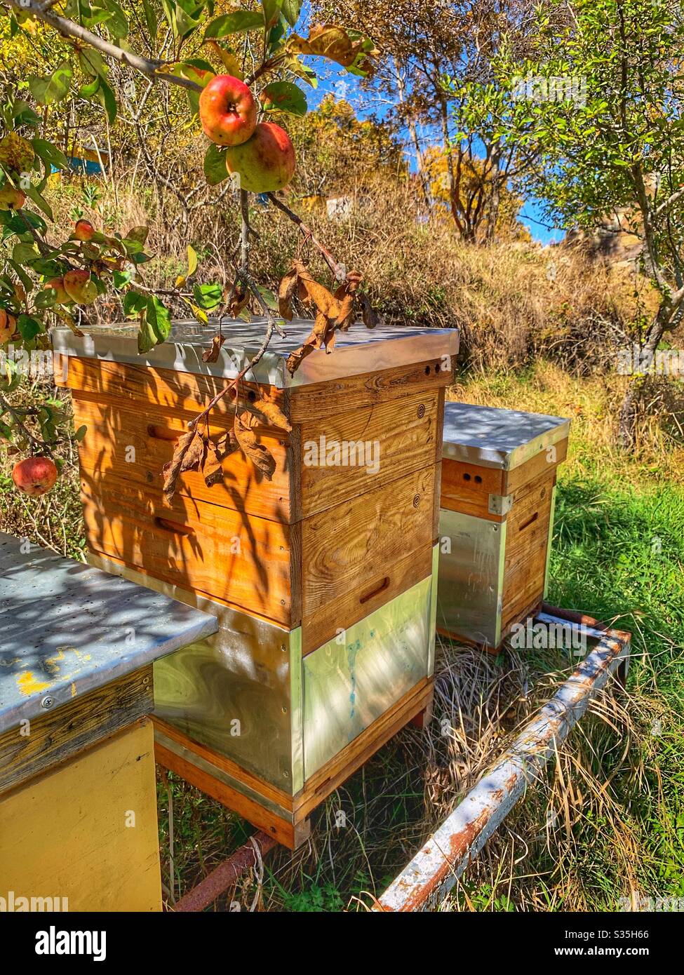 Bienenstöcke in einem Apfelgarten an einem schönen sonnigen Tag in Georgien, Europa. Stockfoto