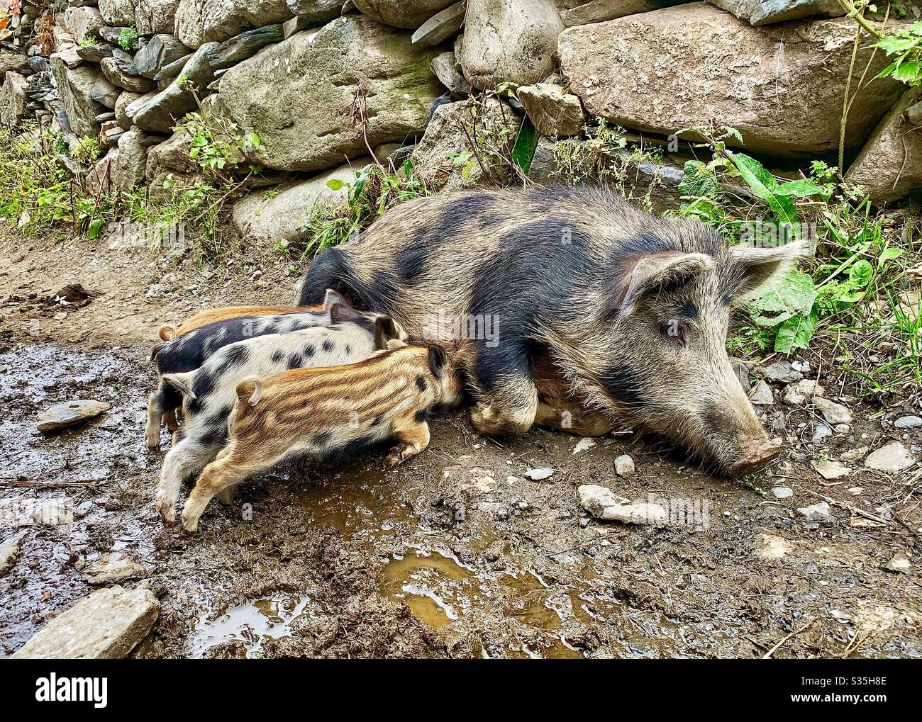 Ein Mutterschwein füttert ihre vier kleinen Ferkel in Ushguli, Georgia. - Smartphone-aufgenommenes Stockfoto