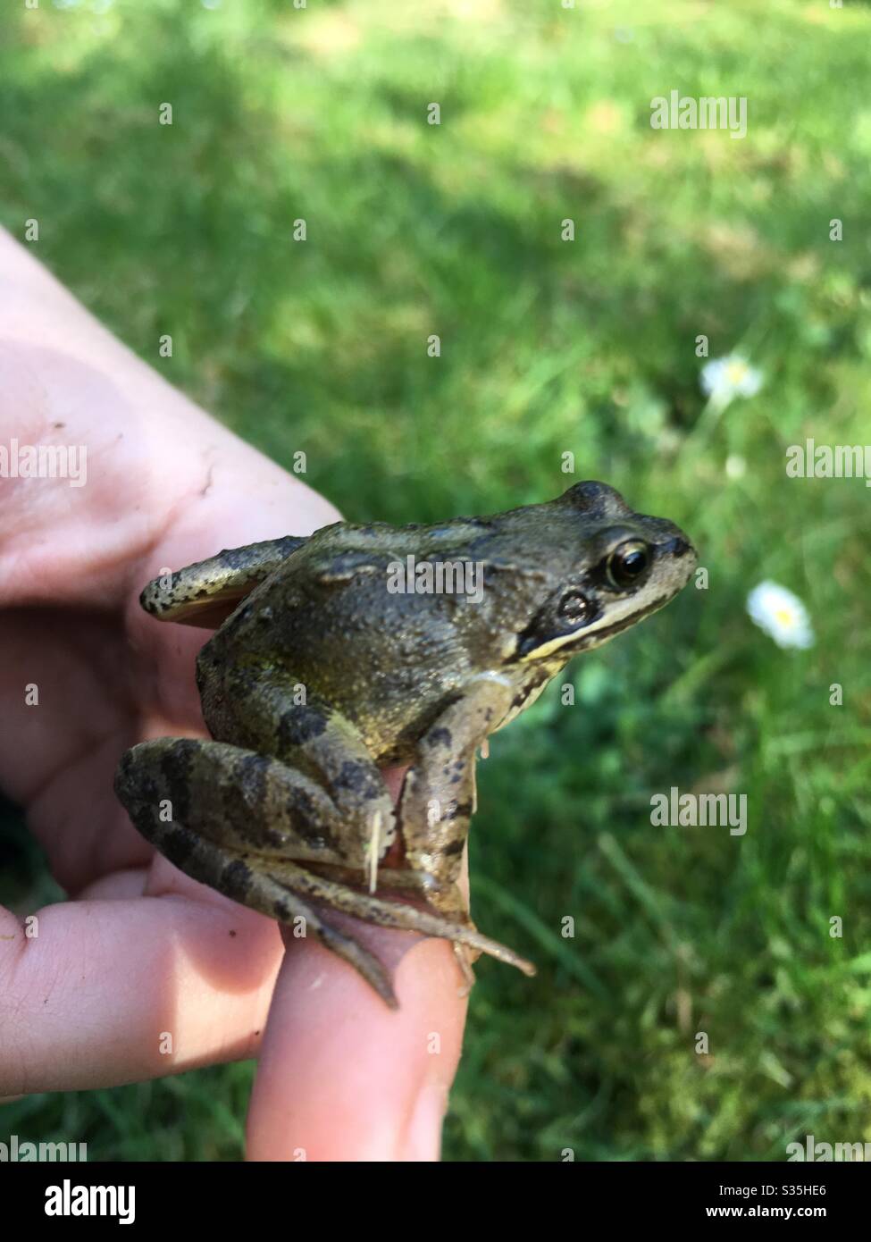 Baby Frosch auf der Hand des Kindes - Smartphone-aufgenommenes Stockfoto