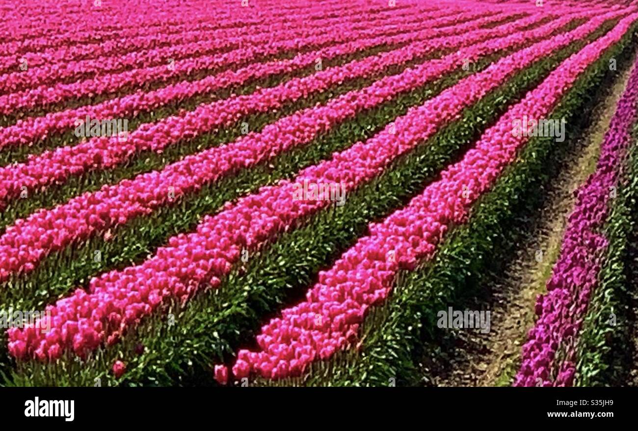 Reihen von rosa Tulpen Stockfoto