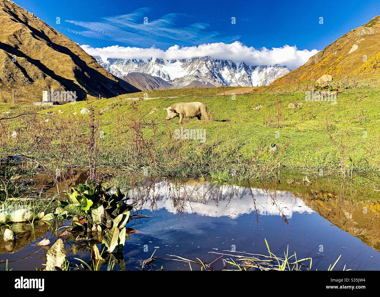 Ein Schwein grast auf Gras vor einer verschneiten Bergkette. Im Vordergrund ist eine Spiegelung des Himmels in einem Wasserbecken. Uschguli, Georgien. - Smartphone-aufgenommenes Stockfoto