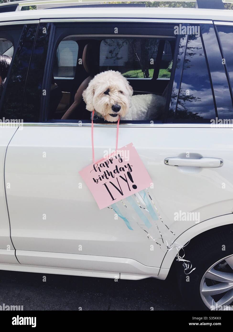 Goldendoodle Hund nahm an Drive-by-sozialen distanzierenden Geburtstagsparade. Stockfoto