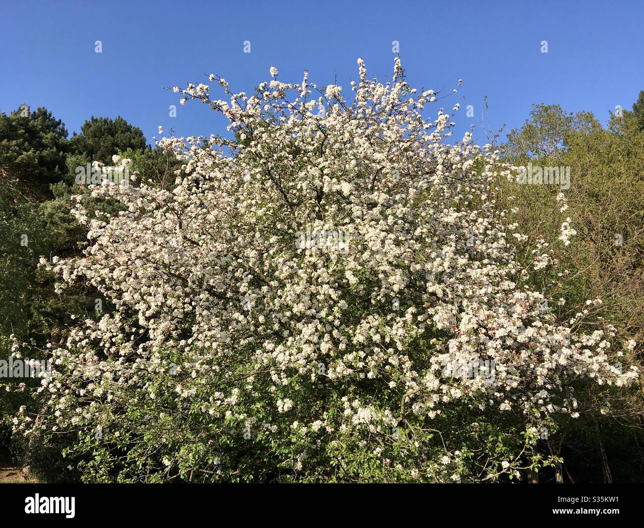 Wilde Krabbe Apfelbaum in Blüte in einem Wald unter einem blauen Himmel - Smartphone-aufgenommenes Stockfoto
