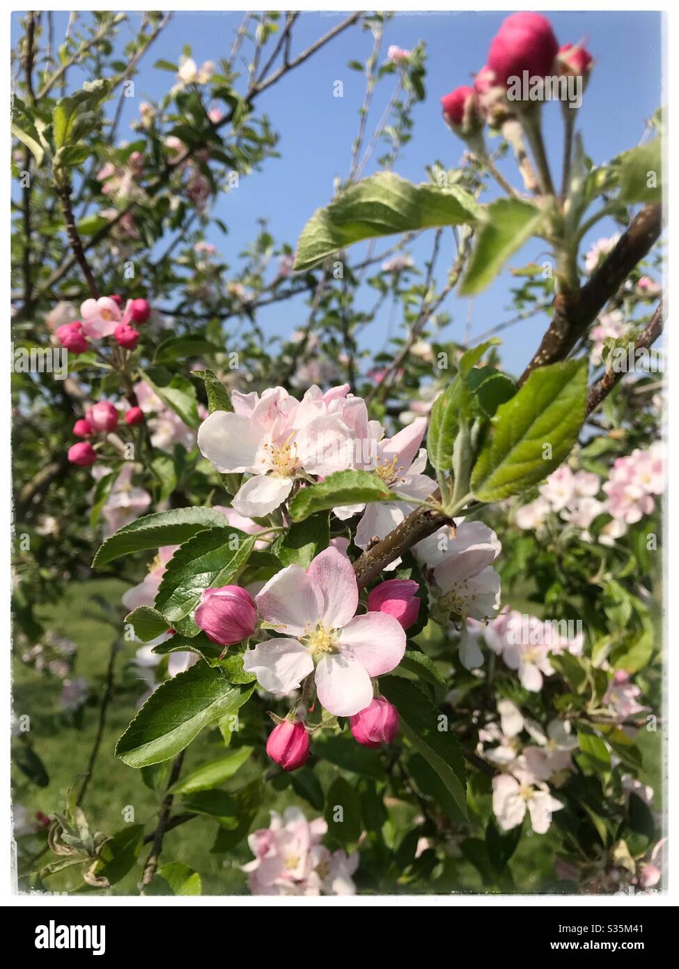 Apfelblüte auf Obstbäumen in Herefordshire im April Frühling Sonnenschein UK - Smartphone-aufgenommenes Stockfoto