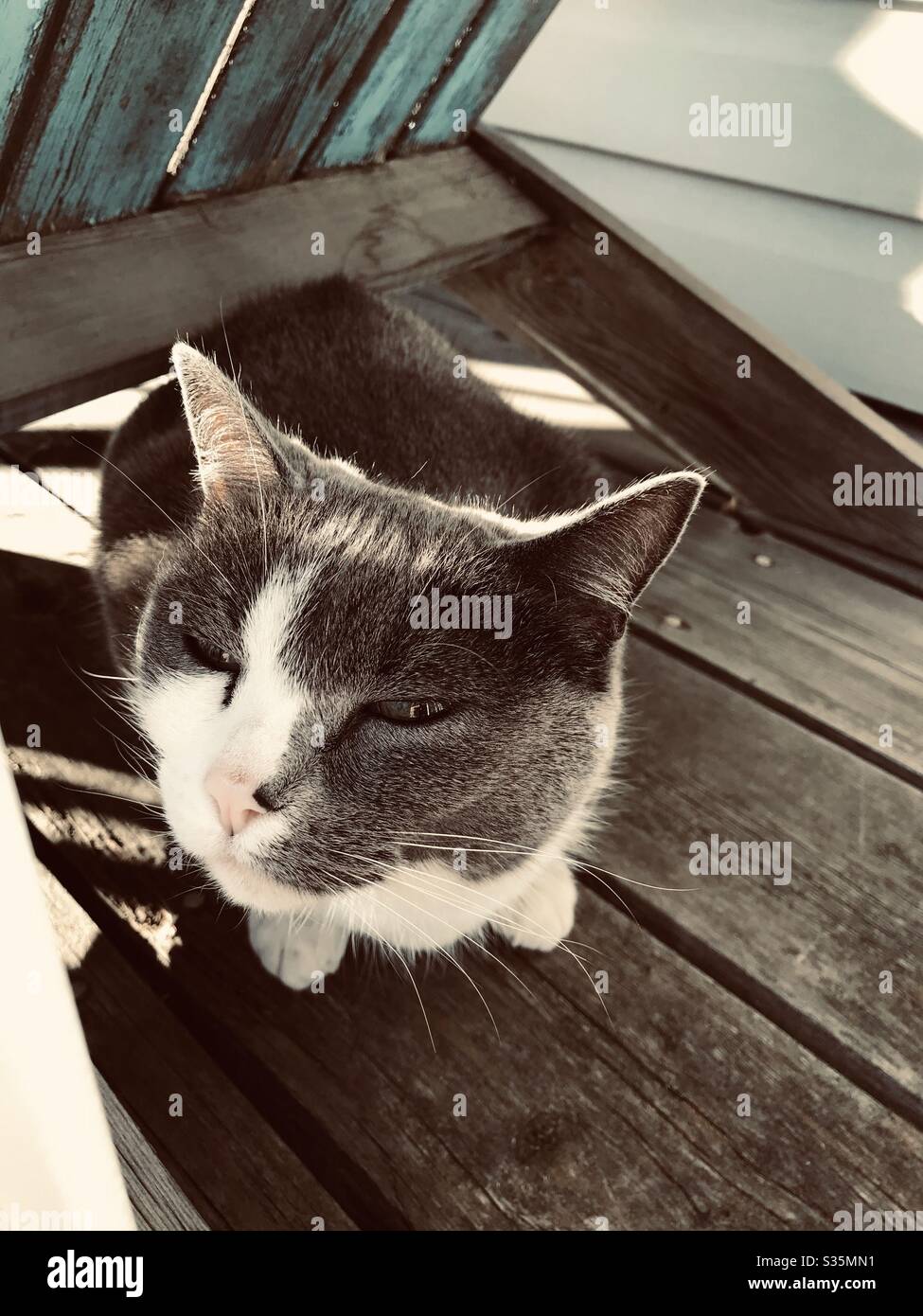 Eine Katze, die sich in der Sonne entspannt Stockfoto