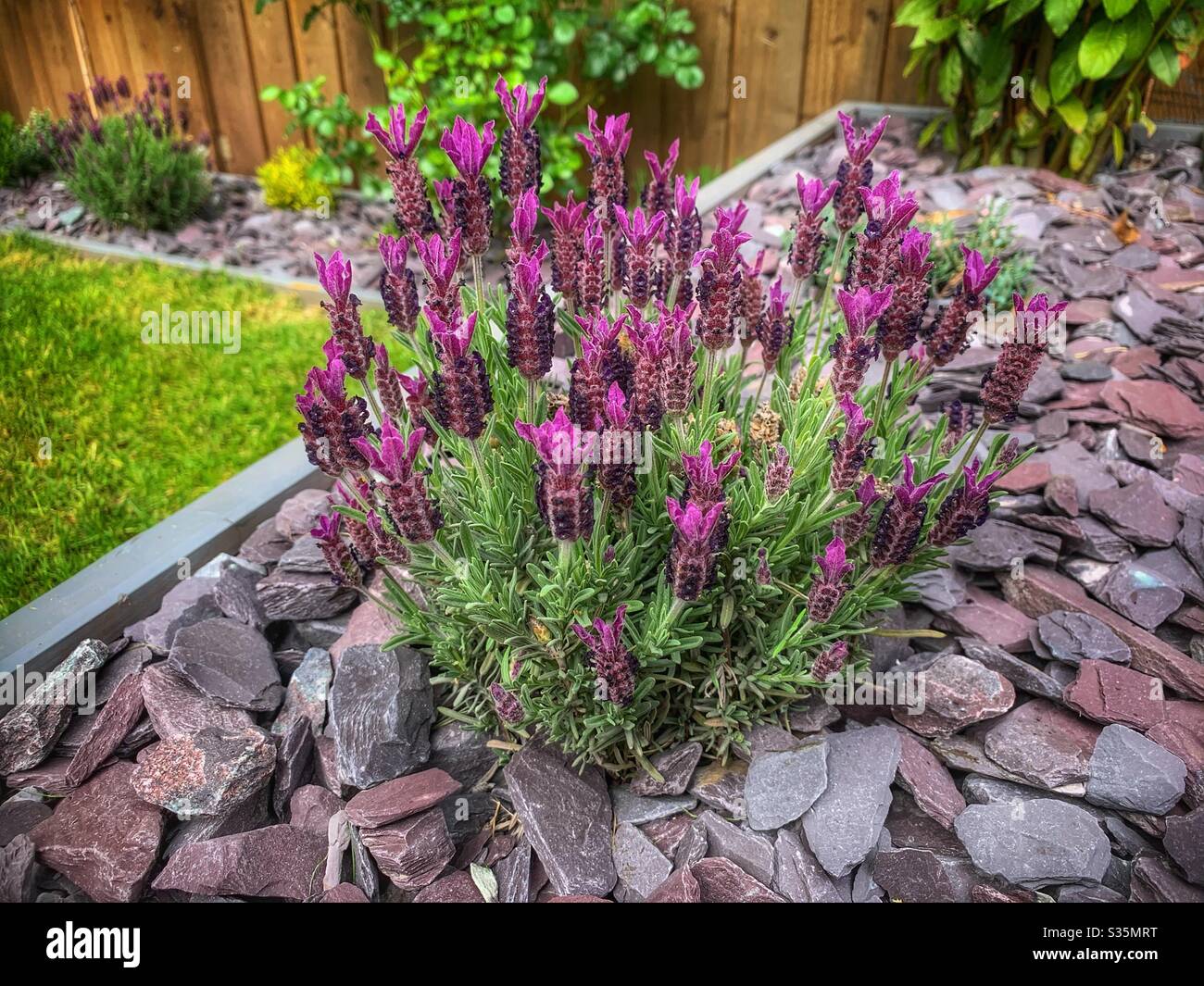 Eine tiefrosa Lavendelpflanze, die in einem Blumentopf wächst, umgeben von Pflaumenschiefer, Gras und grünen Pflanzen. - Smartphone-aufgenommenes Stockfoto