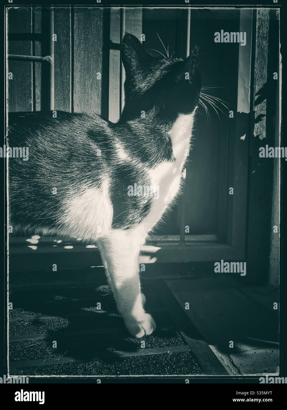 Schwarz-Weiß-Foto von schwarz-weiß Katze. Stockfoto